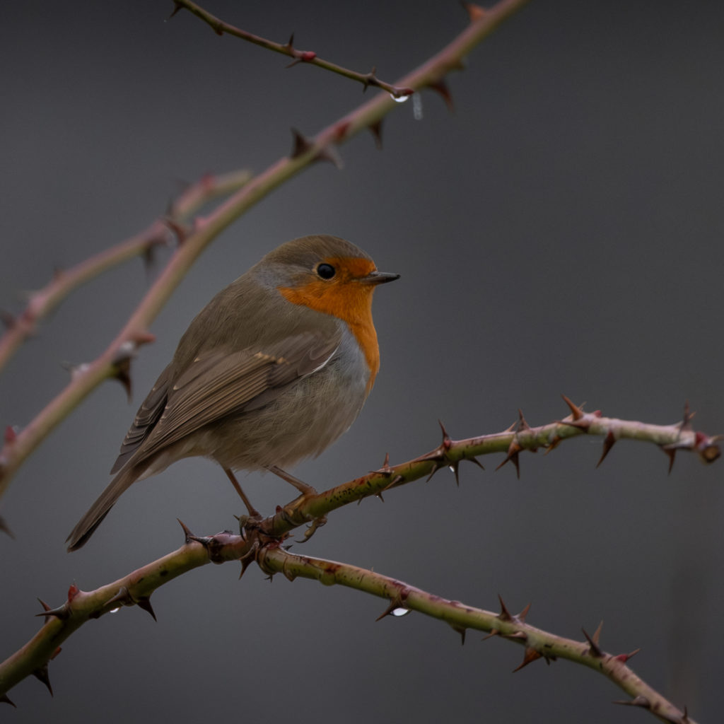 Rouge-gorge